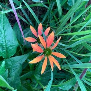 Meet your Posher, Patti